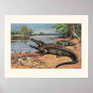 Alligatoren an der kleinen Küste Poster