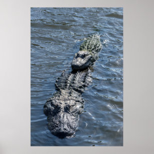 Alligatoren, die sich im flachen Wasser befinden Poster