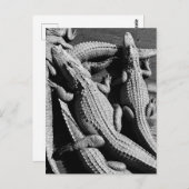 Alligatoren Postkarte (Vorne/Hinten)