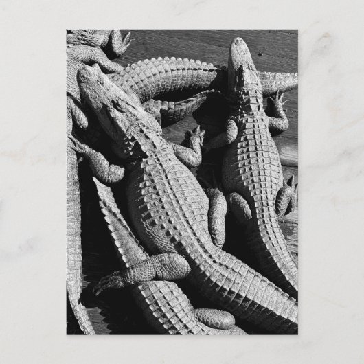 Alligatoren Postkarte (Vorderseite)