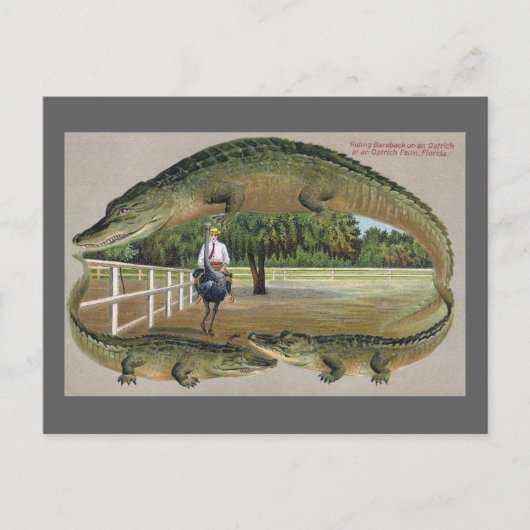 Alligatoren und Straußenfarm in Florida Postkarte (Vorderseite)