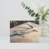 Alligatoreneidechse Postkarte (Stehend Vorderseite)