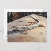 Alligatoreneidechse Postkarte (Vorne/Hinten)