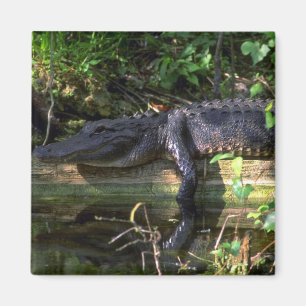 Alligatornachmittag, Sumpfgebiete, Florida Magnet