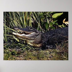Alligatorporträt-Plakat-Druck Poster