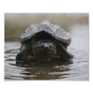 AlligatorRotbarschdruck Fotodruck