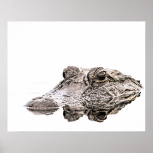 Alligatortier-Plakat Poster