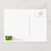 Allium Abstrakt Postkarte (Rückseite)