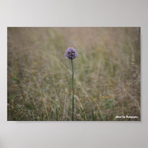 Allium, Allium Ampeloprasum, Wilder Lauch Poster