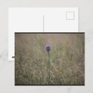 Allium, Allium Ampeloprasum, Wilder Lauch Postkarte