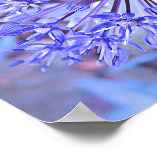 Allium Blume Blue Poster (Ecke)