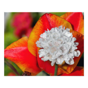 Allium-Blume Fotodruck