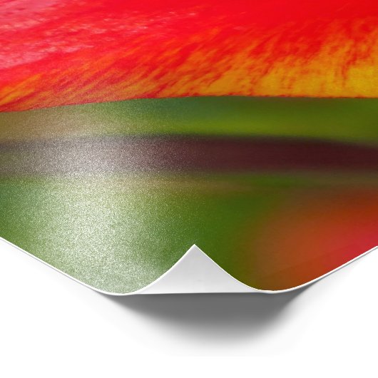 Allium-Blume Fotodruck (Ecke)