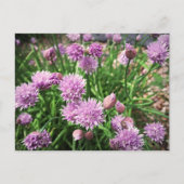 Allium-Blume Postkarte (Vorderseite)