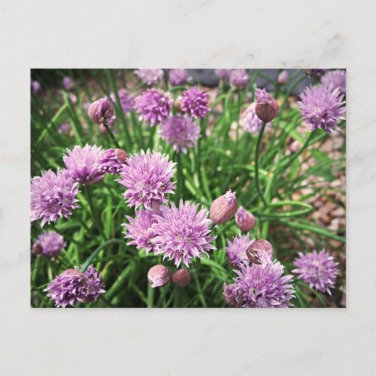 Allium-Blume Postkarte (Vorderseite)