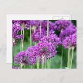 Allium-Blume Postkarte (Vorne/Hinten)