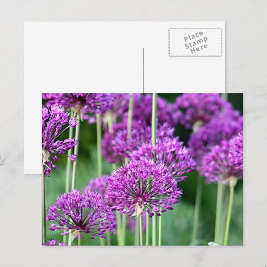 Allium-Blume Postkarte (Vorne/Hinten)