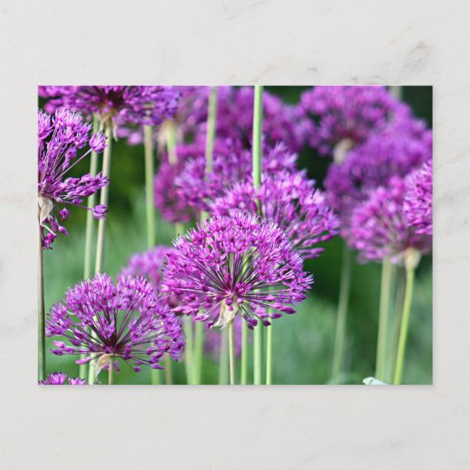 Allium-Blume Postkarte (Vorderseite)