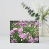 Allium-Blumen Postkarte (Stehend Vorderseite)