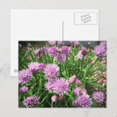 Allium-Blumen Postkarte (Vorne/Hinten)