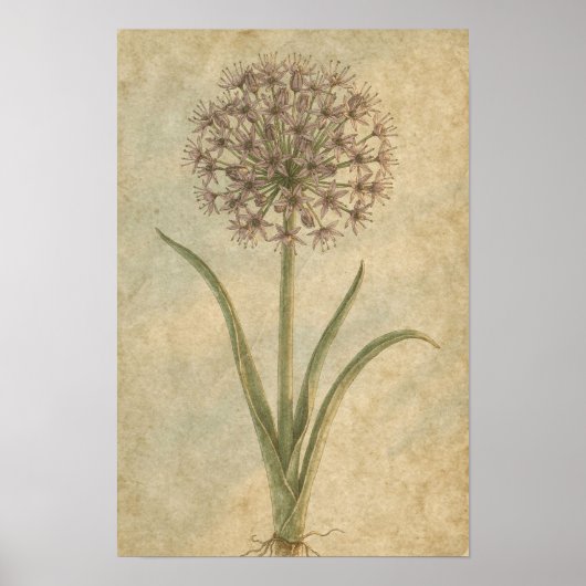 Allium Botanischer Kunstdruck Poster (Vorne)