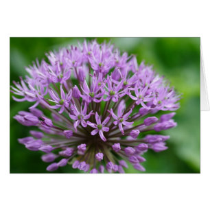 Allium giganteum