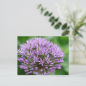 Allium giganteum postkarte (Stehend Vorderseite)