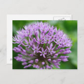 Allium giganteum postkarte (Vorne/Hinten)