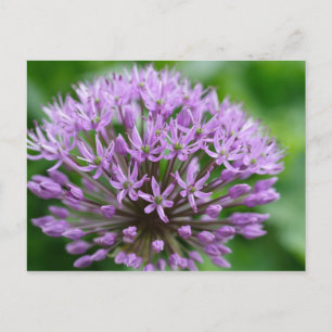 Allium giganteum postkarte