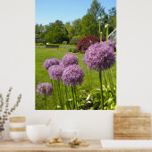 Allium Giganteums im Gartenposter Poster (Küche)