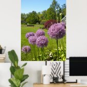 Allium Giganteums im Gartenposter Poster (Heimbüro)