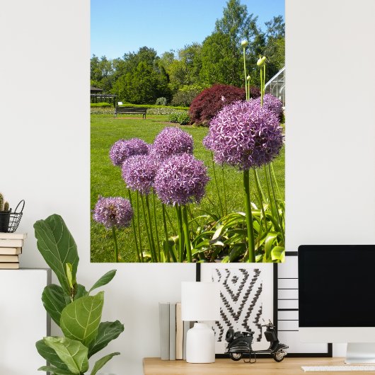 Allium Giganteums im Gartenposter Poster (Heimbüro)
