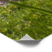 Allium Giganteums im Gartenposter Poster (Ecke)