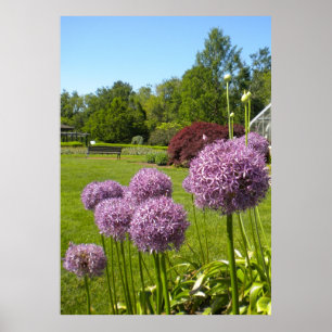 Allium Giganteums im Gartenposter Poster