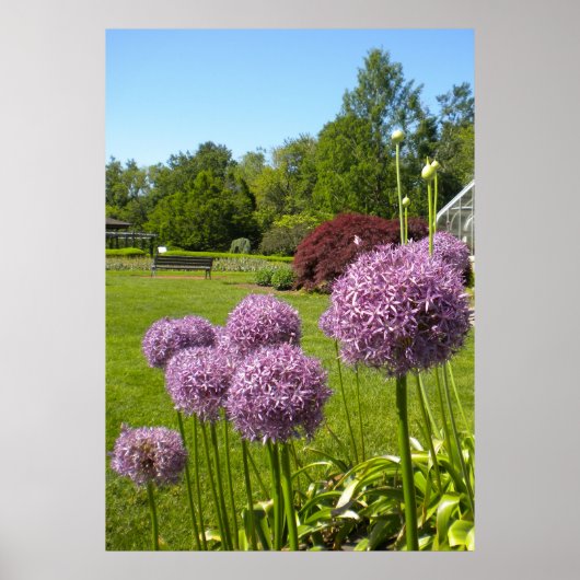 Allium Giganteums im Gartenposter Poster (Vorne)