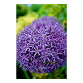 Allium Hollandicum Lila Summer Blume Poster