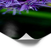 Allium Hollandicum Lila Summer Blume Poster (Ecke)