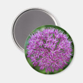 Allium Magnet (Vorderseite/Rückseite)