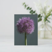 Allium Postkarte (Stehend Vorderseite)