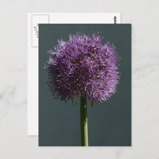 Allium Postkarte (Vorne/Hinten)