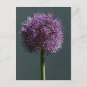 Allium Postkarte (Vorderseite)