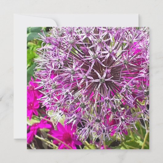 Allium & Summer Blume Flat Card (Vorderseite)