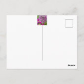 Allium & Summer Blume Postkarte (Rückseite)