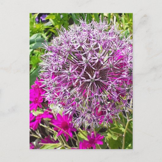 Allium & Summer Blume Postkarte (Vorderseite)