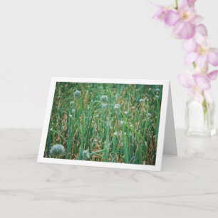 Allium, Wilde Zwiebelblüte Karte