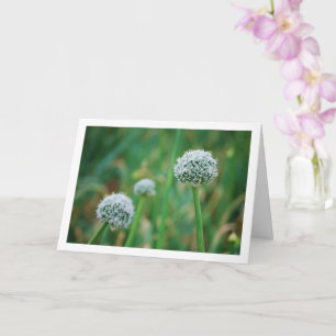 Allium, Wilde Zwiebelblüte Karte