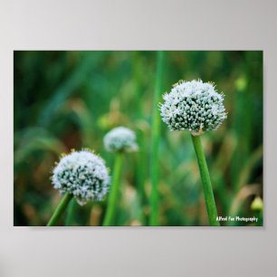 Allium, Wilde Zwiebelblüte Poster
