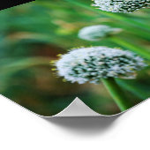 Allium, Wilde Zwiebelblüte Poster (Ecke)