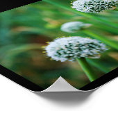 Allium, Wilde Zwiebelblüte Poster (Ecke)