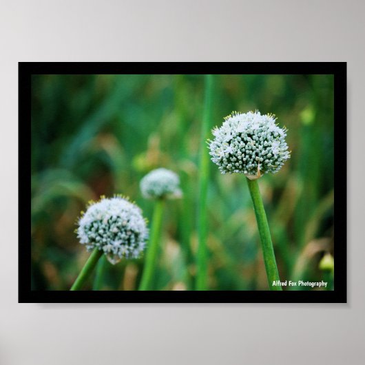 Allium, Wilde Zwiebelblüte Poster (Vorne)